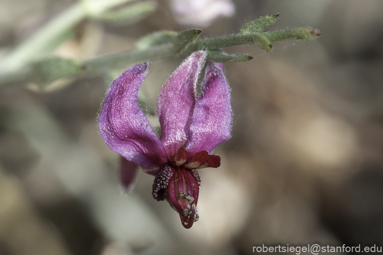 Desert Biogeography of Joshua Tree National Park